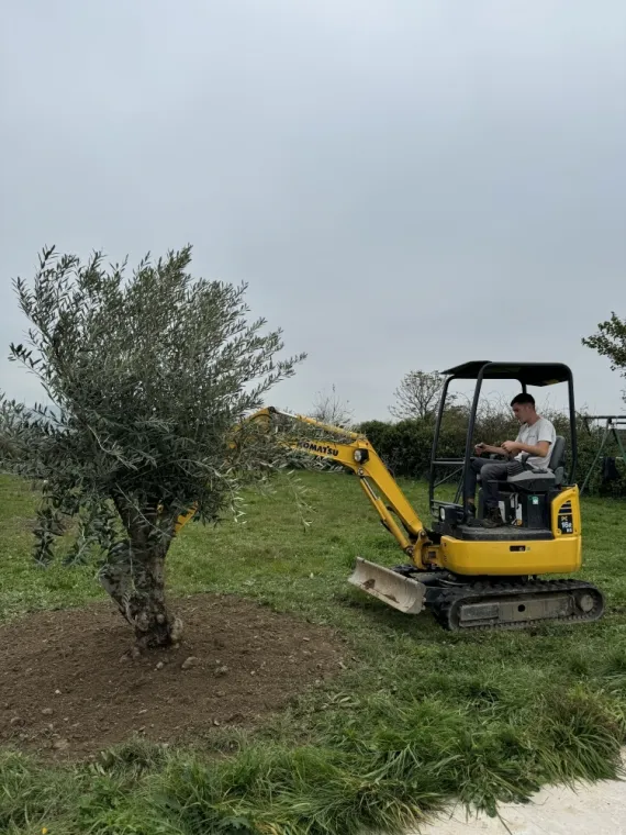 Plantation d’un Olivier sur la commune de Tartaras, Mornant, Hugot Paysage