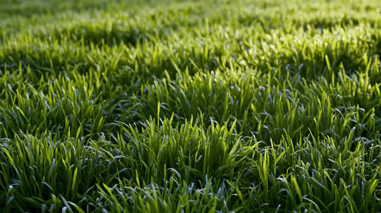 Aménagement de terrain en pente à Mornant, Mornant, Hugot Paysage
